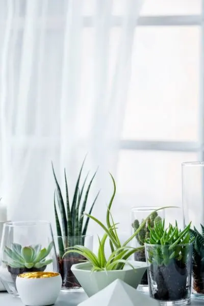 Bring the outdoors inside your home with plants and flowers