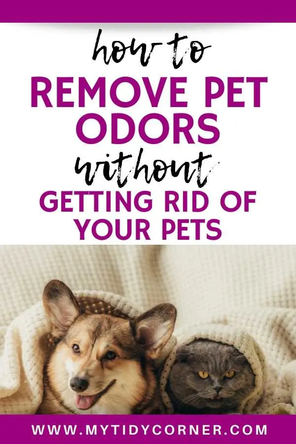 How to get rid of pet odors from your house