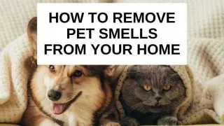 How to remove pet smells from your home