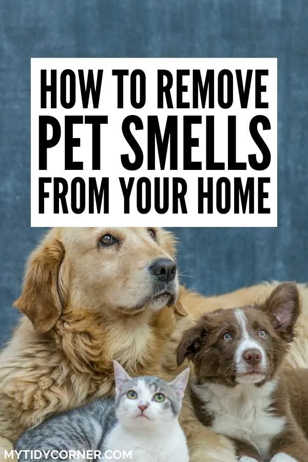 Learn how to get rid of pet odors out of your house without getting rid of your pets. You can use these simple tips to remove dog smells as well as cat odors on couch, out of furniture and out of carpet. 2 Dogs and a cat and text overlay that says, "How to remove pet smells from your home".
