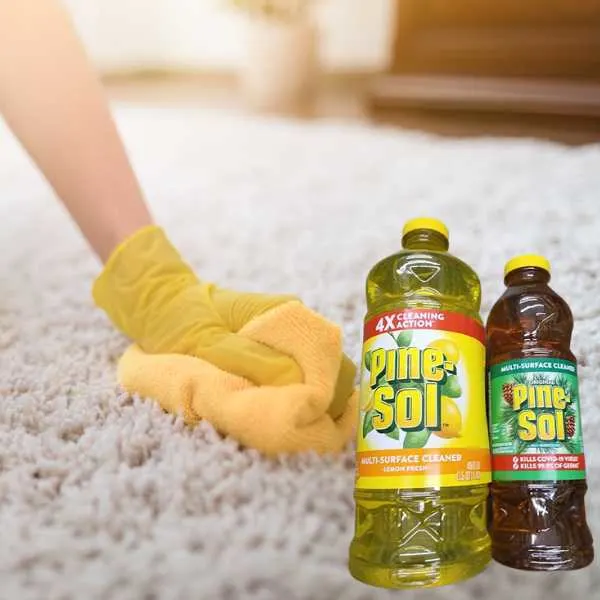 Someone cleaning a carpet with Pine-Sol