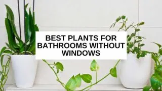 Plants on a bathroom shelf and text overlay that reads, 