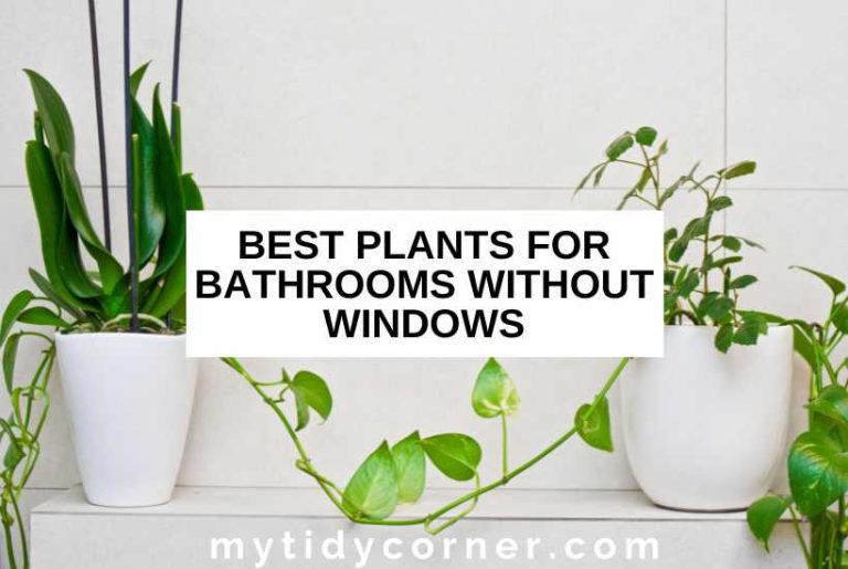 9 Best Plants for Bathrooms Without Windows