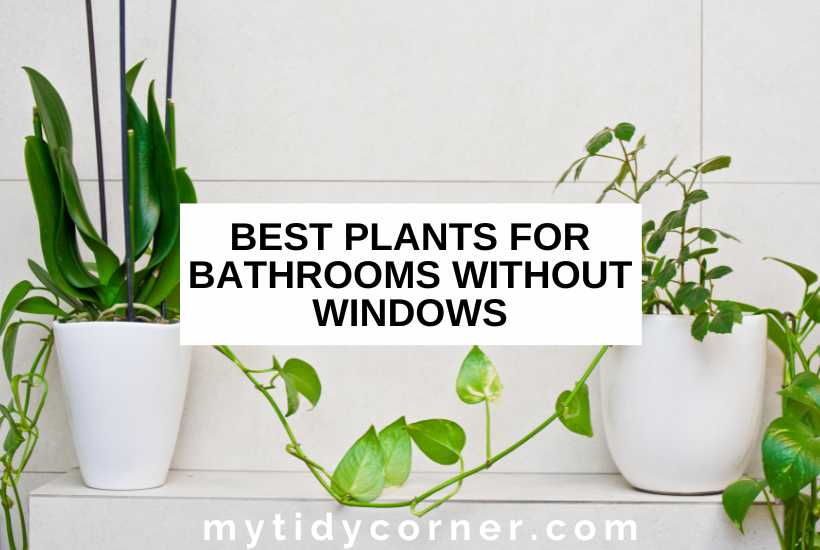 Plants on a bathroom shelf and text overlay that reads, "Best plants for bathrooms without windows".