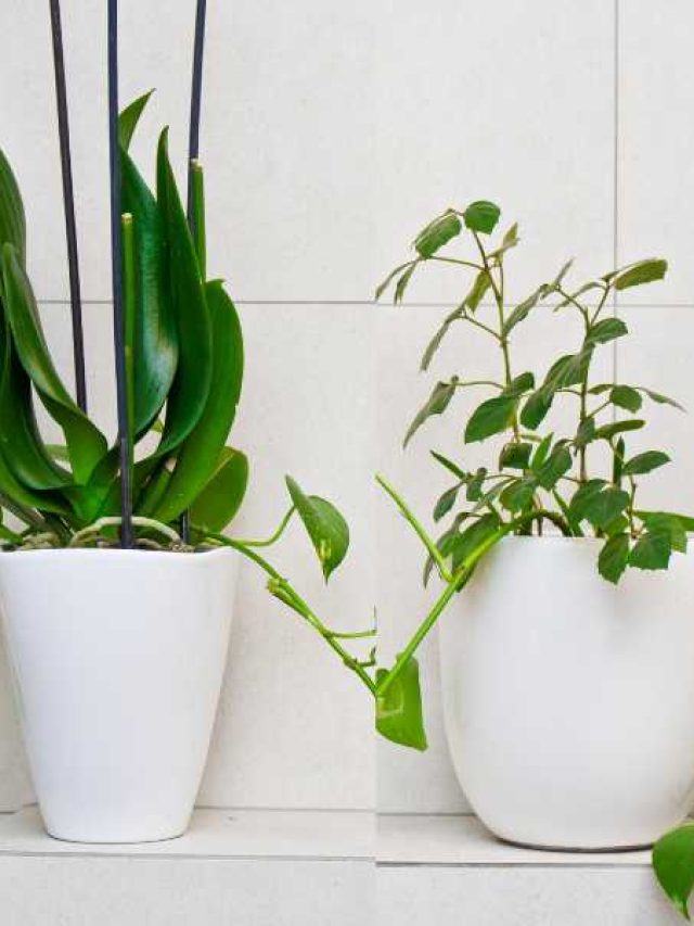 7 Best Plants for Windowless Bathrooms