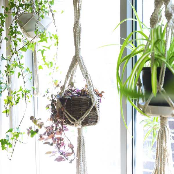 Plants hanging over a window.
