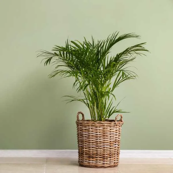 Sage green wall and a plant in a basket.