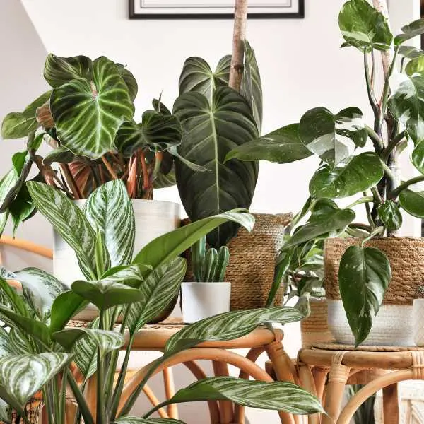 Different tropical indoor plants.