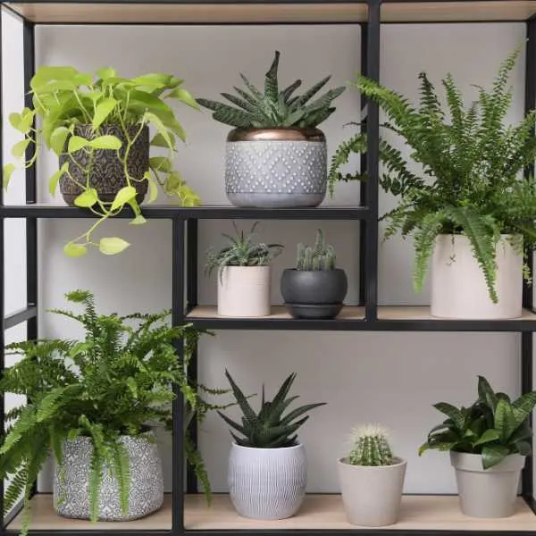 Potted plants on shelves.