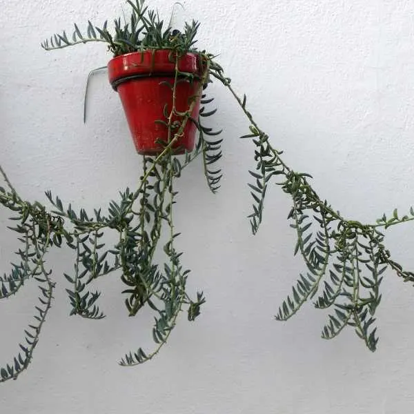 Trailing houseplant in a red pot on a wall.