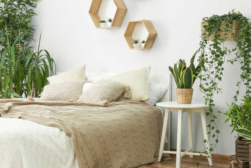 9 Best Indoor Plants for Low Light Bedrooms