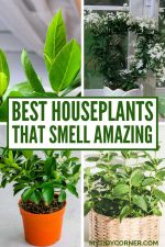 11 Best Indoor Plants that Smell Good and Freshen Up Your Home