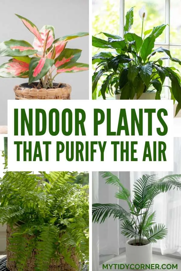 Best indoor plants that purify the air.