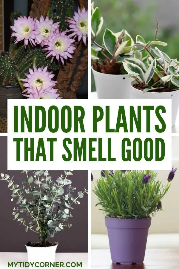 Best indoor plants that smell good.