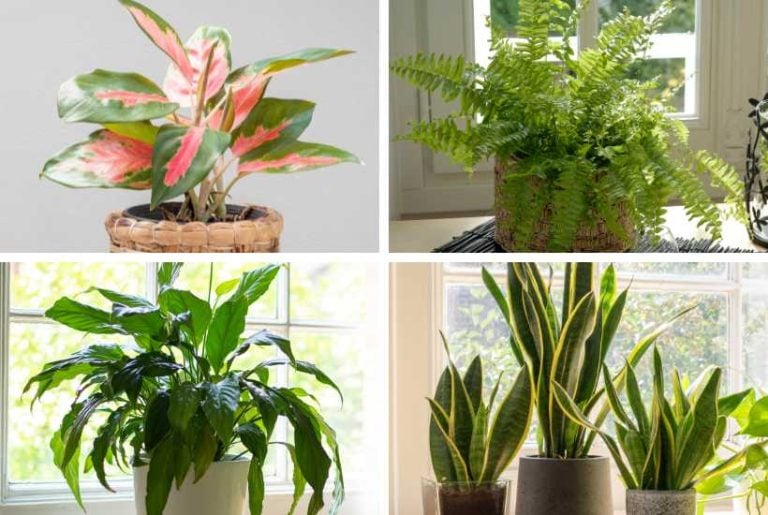 Indoor plants that purify the air.