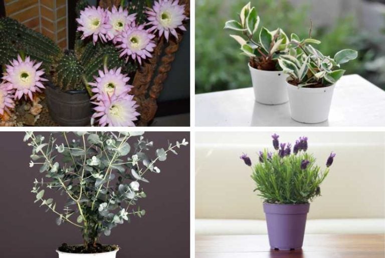 Indoor plants that smell good.
