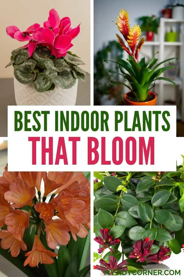 Best indoor plants that bloom.