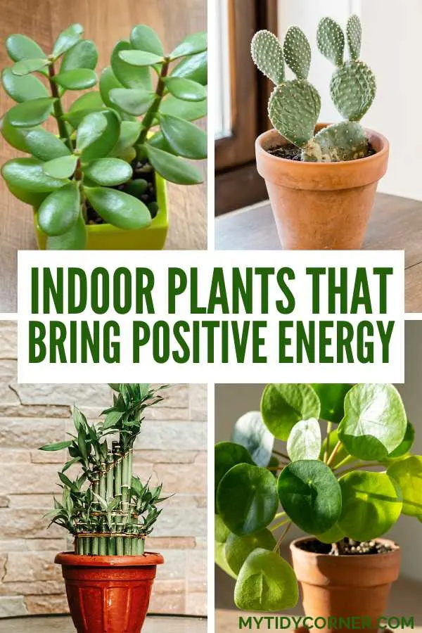Best indoor plants that bring positive energy.