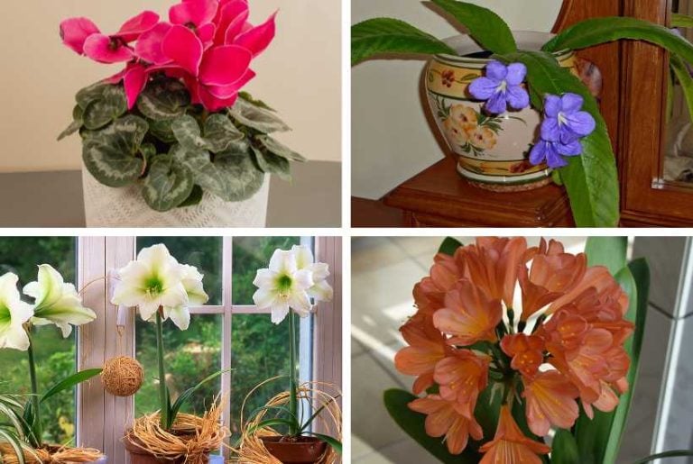 Indoor plants that bloom.