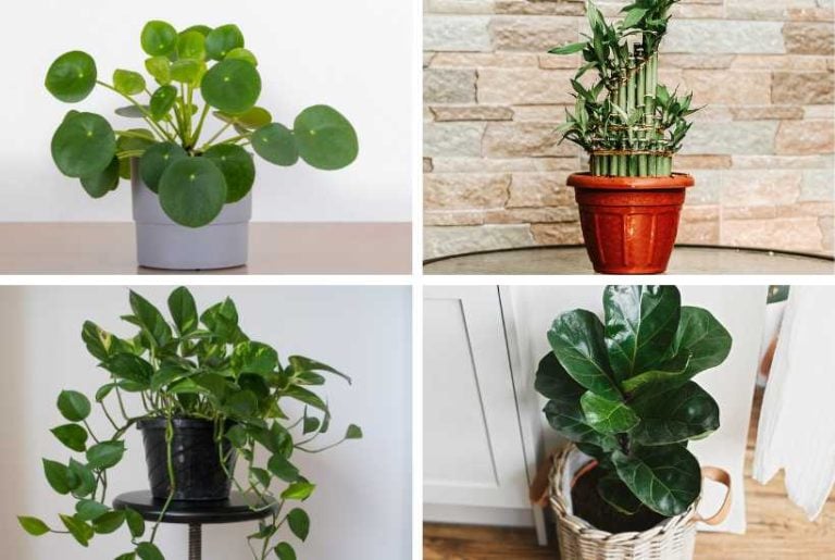 Indoor plants that bring positive energy.
