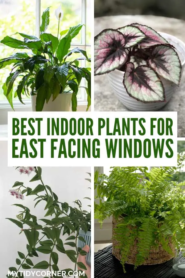 Best indoor plants for east facing windows