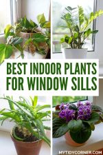 Indoor Plants for Window Sills: 12 Easy-Care & Beautiful Options