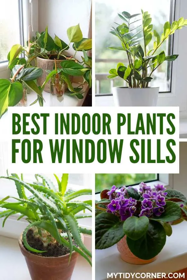 🌿 Looking to refresh your space with indoor plants for window sills? Whether you're decorating a window sill or searching for the best plants for a kitchen window, this guide has the perfect greenery for you! From windowsill planter indoor ideas to the best plants on a window sill, discover easy-care plants that thrive in natural light. Elevate your window sill decor with lush, vibrant Window sill plants indoor and transform your home into a cozy, green oasis! 🌱✨ Best indoor plants for window sills.