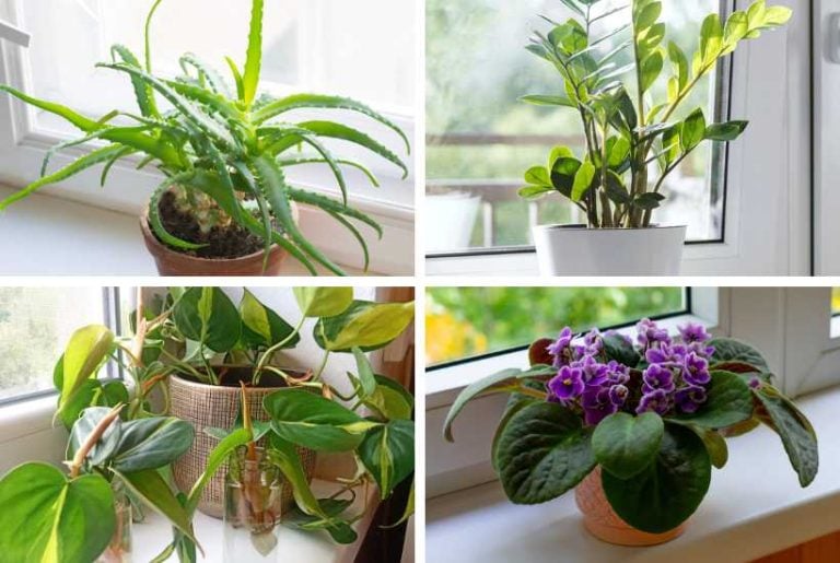 Best Indoor Plants for Window Sills: 12 Easy-Care & Beautiful Options